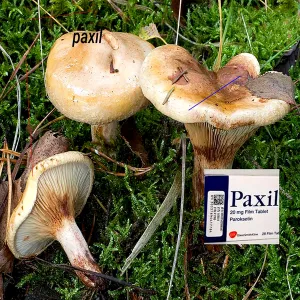 Paxil